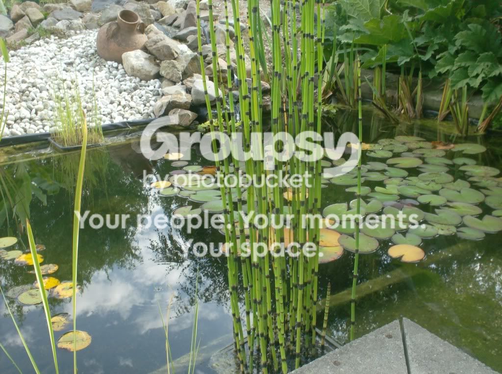 Equisetum Japonicum - Tuyau Creux Japonais - Plante De Bassin Facile D'Entretien ⌀9 Cm 20-30 Cm